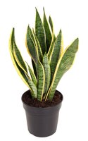 sanseveria tri. laurentii potmaat 17cm planthoogte 50 cm - afbeelding 2