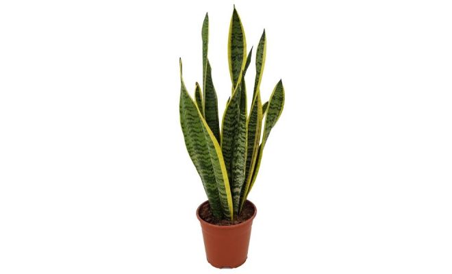 sanseveria tri. laurentii potmaat 17cm planthoogte 50 cm - afbeelding 1