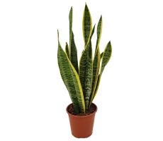 sanseveria tri. laurentii potmaat 17cm planthoogte 50 cm - afbeelding 1