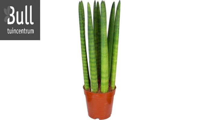 Sansevieria cyl, pot 10 cm, h 30 cm