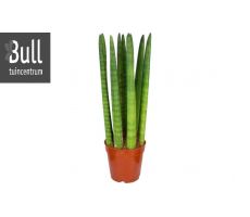 Sansevieria cyl, pot 10 cm, h 30 cm