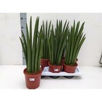 sansevieria cylindrica musica, pot 17, h 45 cm