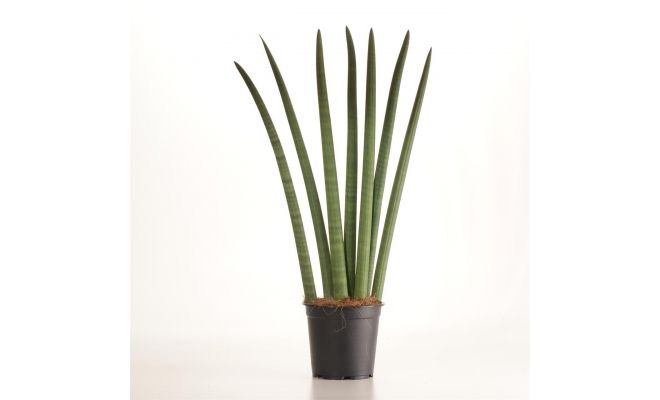 Sansevieria Cylindrica (Vrouwentong), pot 12 cm