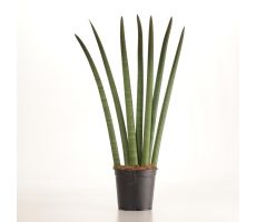 Sansevieria Cylindrica (Vrouwentong), pot 12 cm