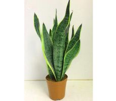 Sansevieria Cylindrica (Vrouwentong), pot 14 cm, h 50 cm