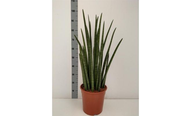 Sansevieria Cylindrica Wave (Vrouwentong), pot 17 cm