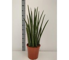 Sansevieria Cylindrica Wave (Vrouwentong), pot 17 cm