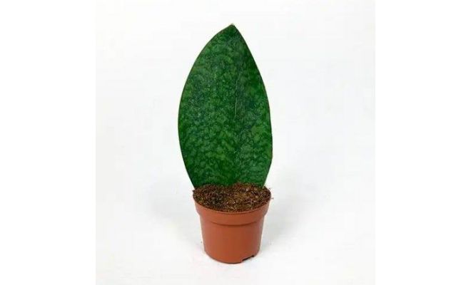 Sansevieria Grandis (Vrouwentong), pot 10 cm, h 30 cm