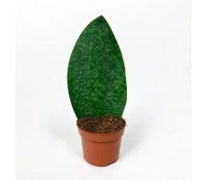 Sansevieria Grandis (Vrouwentong), pot 10 cm, h 30 cm