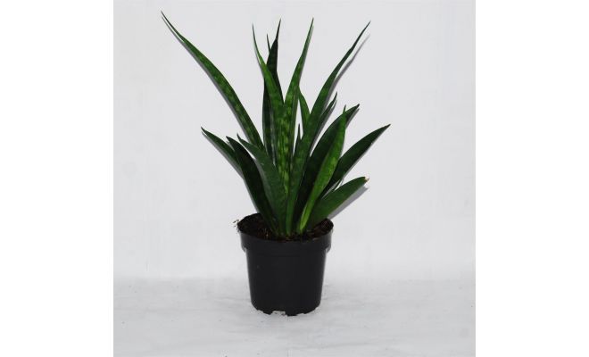 Sansevieria Kirkii Friends, pot 10.5 cm