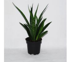 Sansevieria Kirkii Friends, pot 10.5 cm