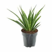 Sansevieria kirkii 'Friends, pot 12 cm, h 35 cm