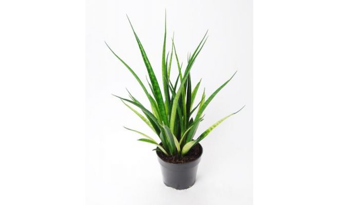 Sansevieria Kirkii Friens (Vrouwentong), pot 15 cm, h 35 cm