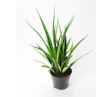 Sansevieria Kirkii Friens (Vrouwentong), pot 15 cm, h 35 cm