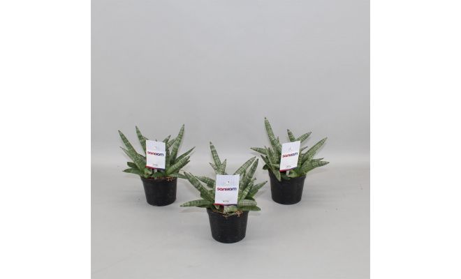 Sansevieria Shabiki