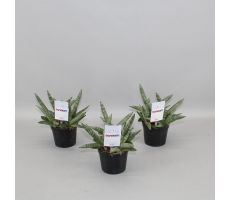 Sansevieria Shabiki