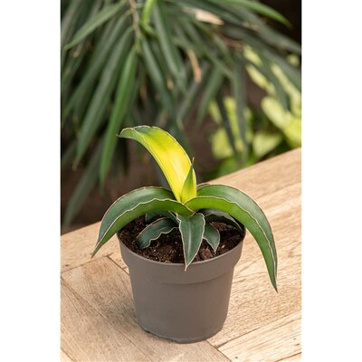 Sansevieria star canary, pot 12 cm, h 35 cm
