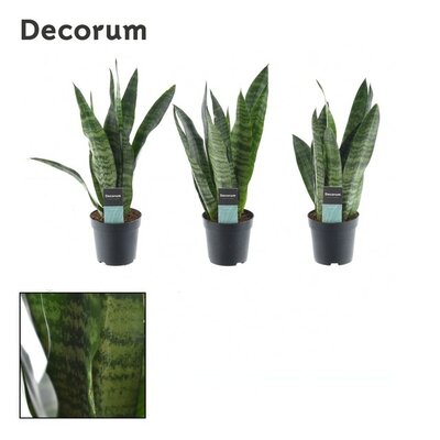 Sansevieria trifa. 'Black Coral, pot 9 cm, h 30 cm