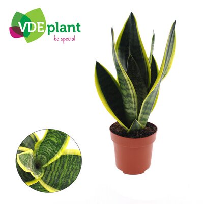 Sansevieria trifa. 'Futura Superba, pot 12 cm, h 30 cm