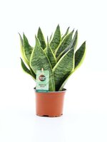 Sansevieria trifa. 'Futura Superba, pot 12 cm, h 35 cm