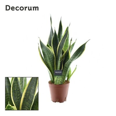 Sansevieria trifa. 'Futura Superba, pot 14 cm, h 50 cm