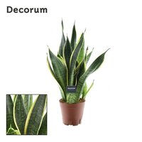 Sansevieria trifa. 'Futura Superba, pot 14 cm, h 50 cm