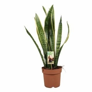 Sansevieria trifa. 'Laurentii, pot 21 cm, h 65 cm