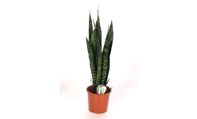 Sansevieria Trifasciata Black Coral (Vrouwentong), pot 14 cm