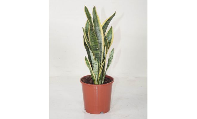 Sansevieria Trifasciata Laurentii, pot 14 cm