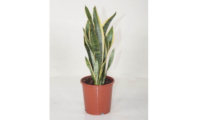 Sansevieria Trifasciata Laurentii, pot 14 cm