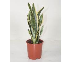 Sansevieria Trifasciata Laurentii, pot 14 cm