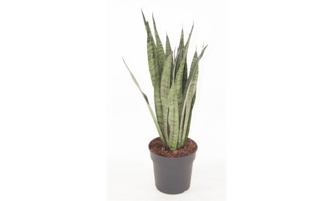 Sansevieria zeylanica