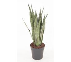 Sansevieria zeylanica