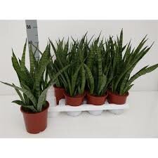 Sansevieria zeylanica 'Greenline, pot 10 cm, h 30 cm