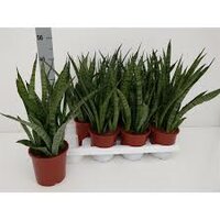 Sansevieria zeylanica 'Greenline, pot 10 cm, h 30 cm