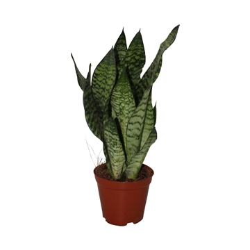 Sansevieria zeylanica, pot 12 cm, h 40 cm