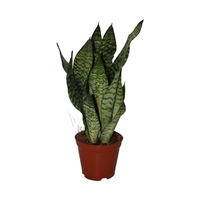 Sansevieria zeylanica, pot 12 cm, h 40 cm