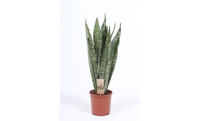 Sansevieria Zeylanica, pot 17 cm, h 60 cm