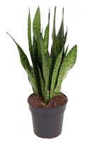 Sansevieria Zeylanica, pot 19 cm, h 65 cm - afbeelding 2