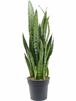 Sansevieria Zeylanica, pot 19 cm, h 65 cm - afbeelding 1