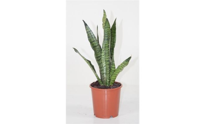 Sansevieria Zeylanica (Vrouwentong), pot 14 cm