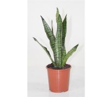 Sansevieria Zeylanica (Vrouwentong), pot 14 cm