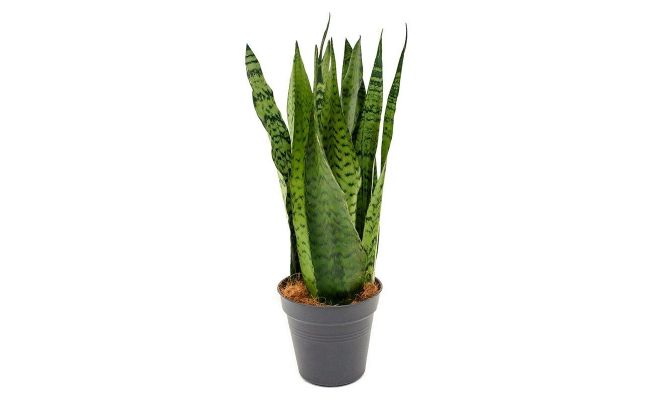 Sansevieria Zeylanica (Vrouwentong), pot 17 cm