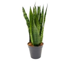 Sansevieria Zeylanica (Vrouwentong), pot 17 cm