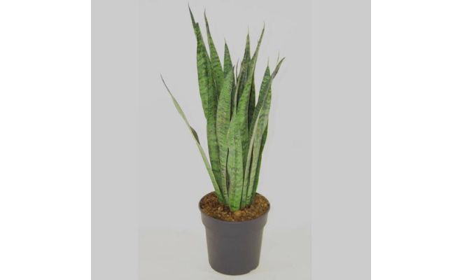 Sansevieria Zeylanica (Vrouwentong), pot 21 cm, h 75 cm
