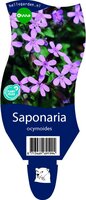 saponaria ocymoides - afbeelding 2