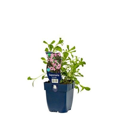 saponaria ocymoides - afbeelding 1