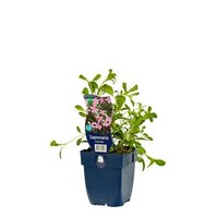 saponaria ocymoides - afbeelding 1
