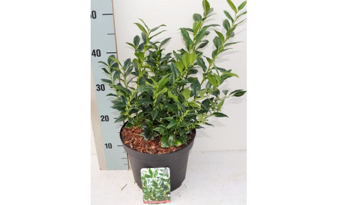 Sarcococca confusa, pot 17 cm, h 25 cm - afbeelding 1