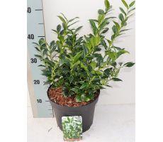 Sarcococca confusa, pot 17 cm, h 25 cm - afbeelding 1